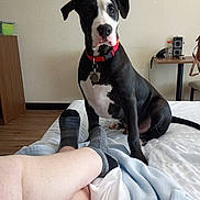 Bambam is registered to the contest to win money with this photo: dog, black_and_white, red_collar, bed, person, legs, socks, indoor, wooden_floor, table, bottle, chair, blanket, wall, text_overlay, pet, animal, looking_at_camera, cute, room