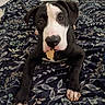 Bambam joined the competition — help win amazing prizes! dog, black_and_white, lying_down, blanket, floral_pattern, pet, cute, nose, paw, indoor, canine, animal, close_up, resting, playful, expression, snack, bedroom, household, tik_tok_watermark