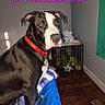 Bambam joined the competition — help win amazing prizes! animal, bed, black_and_white, blanket, collar, crate, curtain, dog, floor, furniture, indoor, looking, pet, red_collar, resting, text_overlay, tissues, toys, wall, wooden_floor