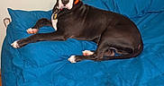 Bambam is registered to the contest to win money with this photo: dog, black_and_white, bed, blue_bedspread, collar, indoor, pet, canine, resting, lying_down, fur, animal, domestic, looking_at_camera, floor, wood_floor, wall, text_overlay, collar_tag, comfortable