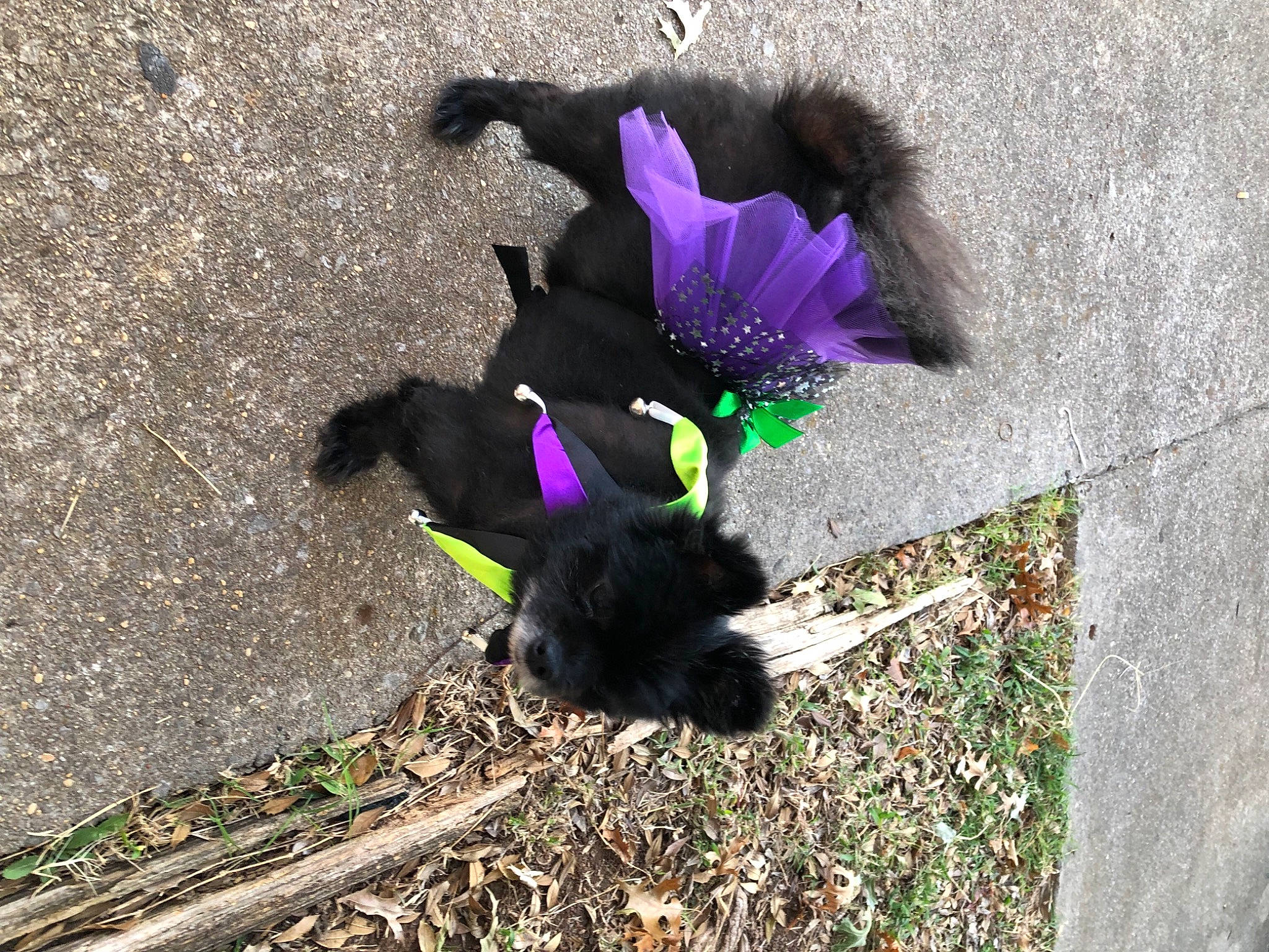 Cali joined the competition — help win amazing prizes! annual_plant, asphalt, concrete, electric_blue, fashion_accessory, fur, grass, magenta, natural_material, petal, plant, purple, road_surface, shadow, soil, tail, tar, tints_and_shades, violet, wing