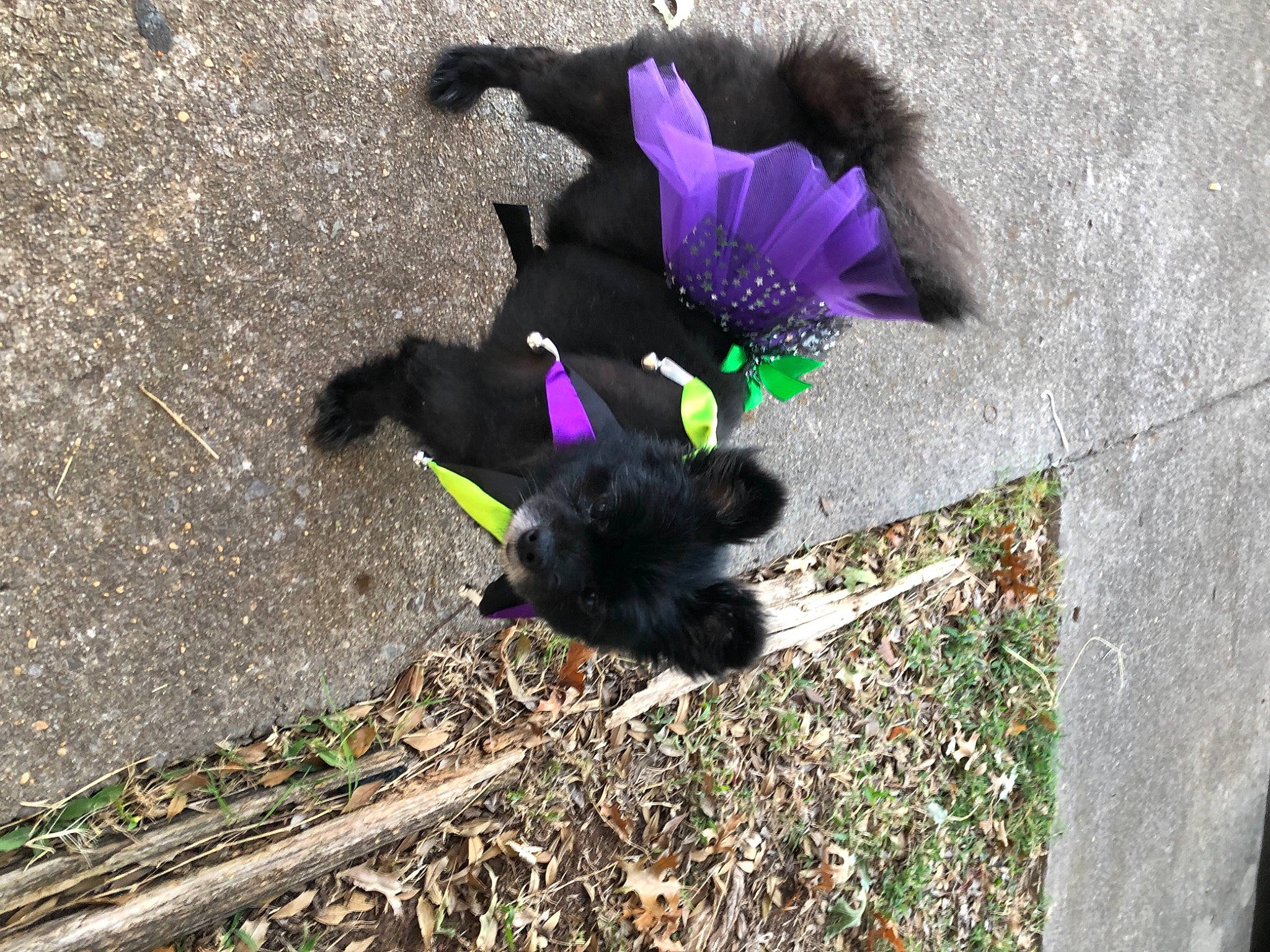 Cali joined the competition — help win amazing prizes! annual_plant, asphalt, canidae, cat, dog_breed, fur, glove, grass, magenta, natural_material, paw, petal, purple, road_surface, shadow, soil, sporting_group, tail, tar, terrestrial_animal