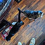 cat, floor, wooden_floor, black_cat, tabby_cat, person, feet, shoes, jeans, indoor, furniture, bag, pet, animal, standing, two_cats, home, brown_floor, casual, domestic