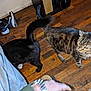 cat, black_cat, tabby_cat, wooden_floor, shoe, hand, blur, indoor, flooring, feline, pet, animal, curious, motion, human_hand, watch, sneaker, cardboard_box, power_outlet, casual