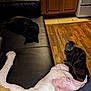 dog, cat, black_cat, tabby_cat, couch, leather, wooden_floor, wooden_cabinets, tile_floor, indoor, pet, resting, lying_down, sitting, animal, home, cozy, relaxed, living_room, floor