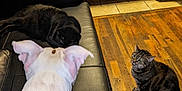 Precious joined the competition — help win amazing prizes! dog, black_cat, tabby_cat, couch, leather, wooden_floor, kitchen, cabinet, stove, pet, indoor, animal, resting, sitting, floor, fur, ears, paw, domestic, household