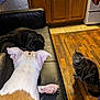 dog, black_cat, tabby_cat, couch, leather, wooden_floor, kitchen, cabinet, stove, pet, indoor, animal, resting, sitting, floor, fur, ears, paw, domestic, household