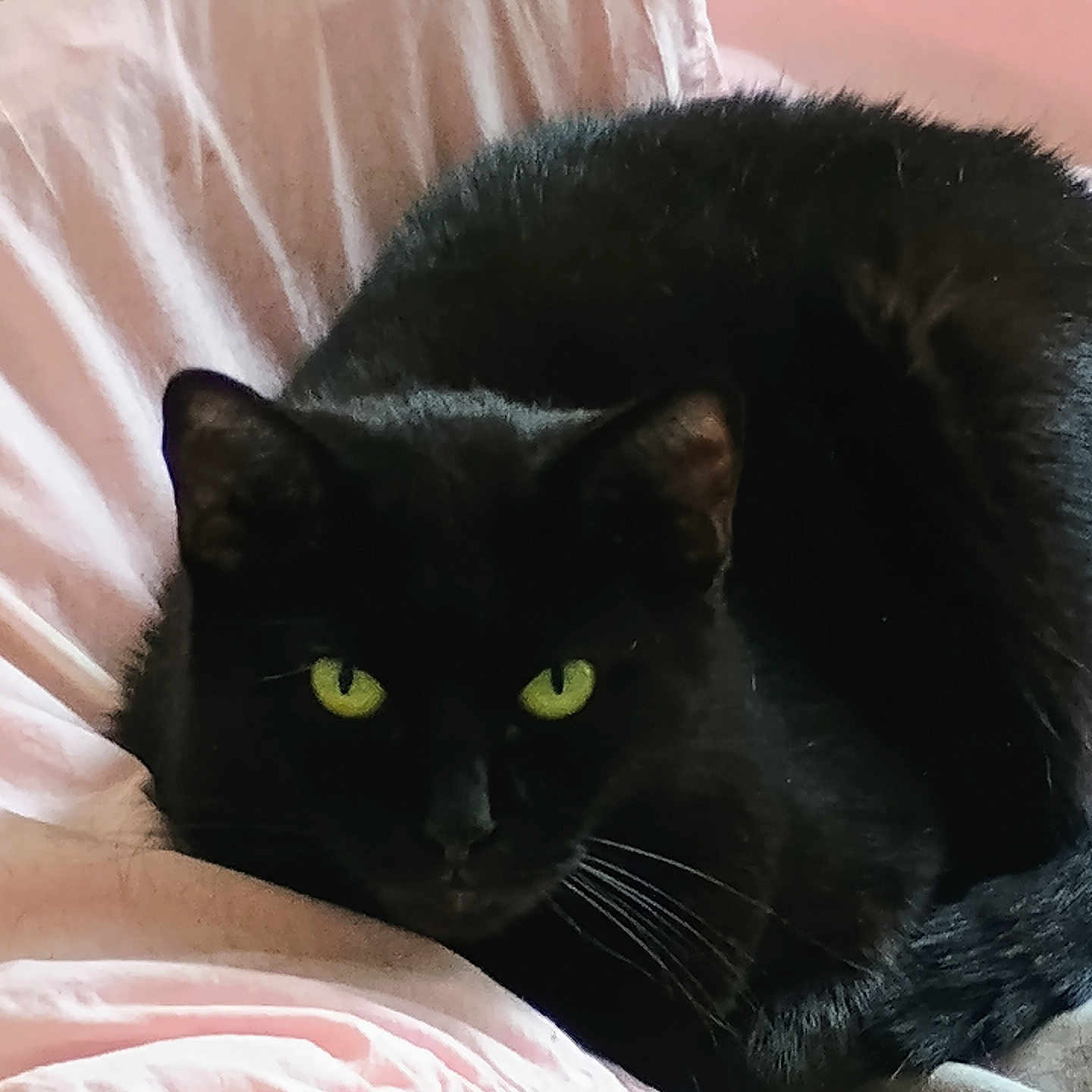 Precious is registered to the contest to win money with this photo: animal, bed, bedding, black_cat, cat, cozy, cute, domestic_animal, eyes, feline, fur, gray, indoor, mammal, pet, pink, relaxing, resting, sleepy, whiskers