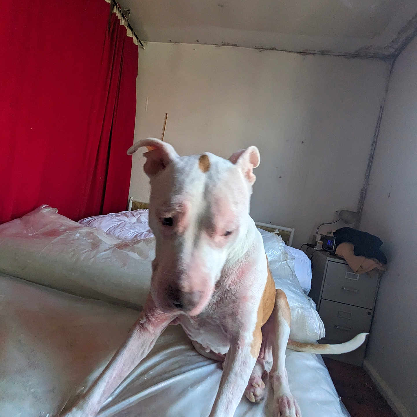 Recks is registered to the contest to win money with this photo: bed, blanket, brown_spot, canine, ceiling, curtains, dog, drawer, floor, furniture, household, indoor, pet, red_curtains, resting, room, sleeping_area, wall, white_dog, window_light