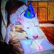 Recks is registered to the contest to win money with this photo: dog, party_hat, cake, bed, brown_and_white_dog, indoor, cabinet, celebration, animal, sniffing, pink_nose, blue_hat, stars, wooden_cabinet, scratches, blurry, pet, birthday, furniture, home