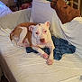 Recks joined the competition — help win amazing prizes! dog, couch, white_couch, brown_jacket, blue_cloth, indoor, pet, resting, animal, furniture, canine, living_room, relaxed, seated, domestic, household, fur, ears, paw, face