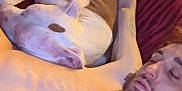 Recks is registered to the contest to win money with this photo: man, dog, sleeping, resting, blanket, indoor, relaxation, brown, white, beard, tattoo, shirtless, nap, companion, pet, comfort, closeup, human, friendship, casual