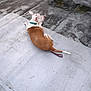 Recks is registered to the contest to win money with this photo: dog, animal, pet, outdoor, concrete, leash, collar, brown, white, resting, calm, side_view, fur, canine, pavement, quiet, daylight, alone, background, texture