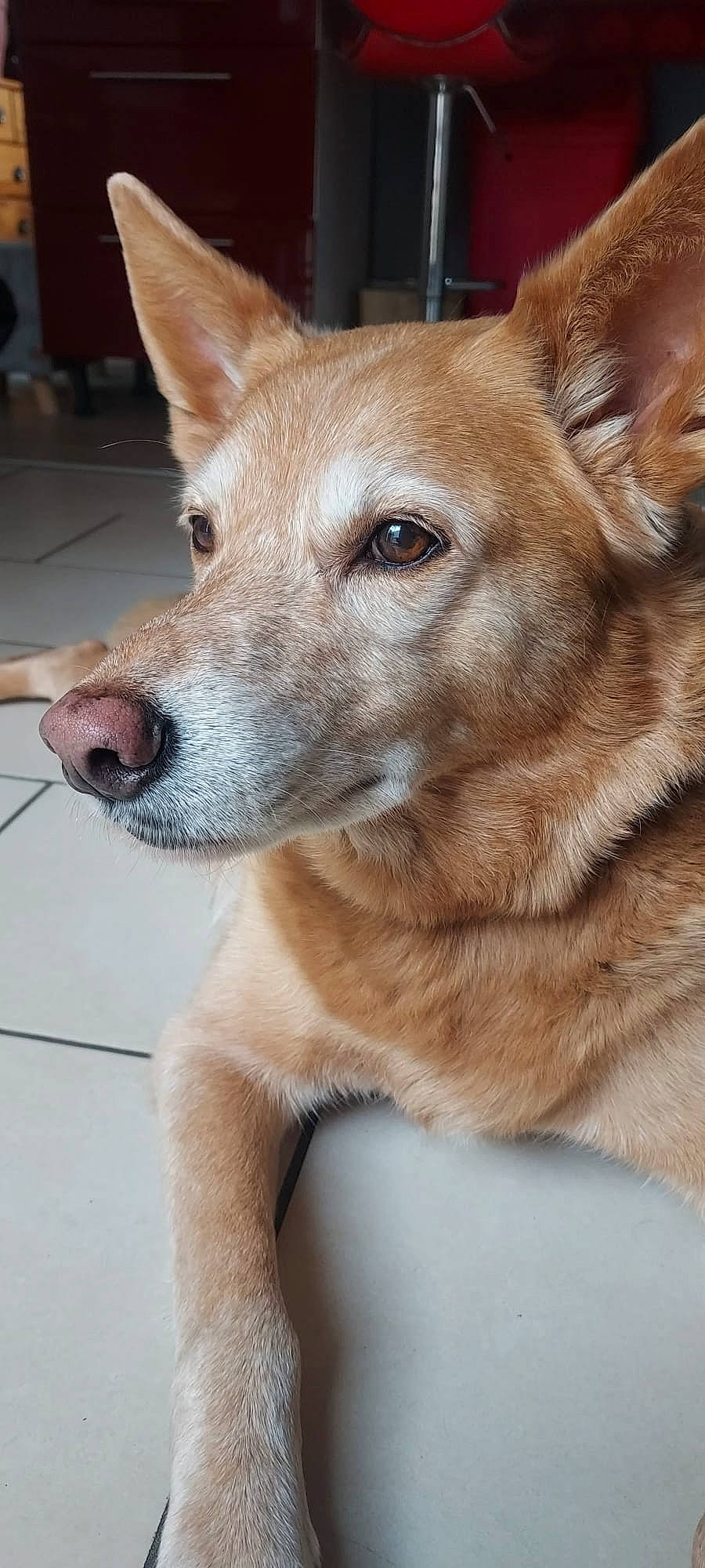 Carline a rejoint le concours — aidez-le/la à gagner de superbes lots ! ancient_dog_breeds, canidae, carnivore, collar, companion_dog, dingo, dog, dog_breed, fawn, fur, snout, sporting_group, terrestrial_animal, whiskers, wildlife, working_animal, working_dog