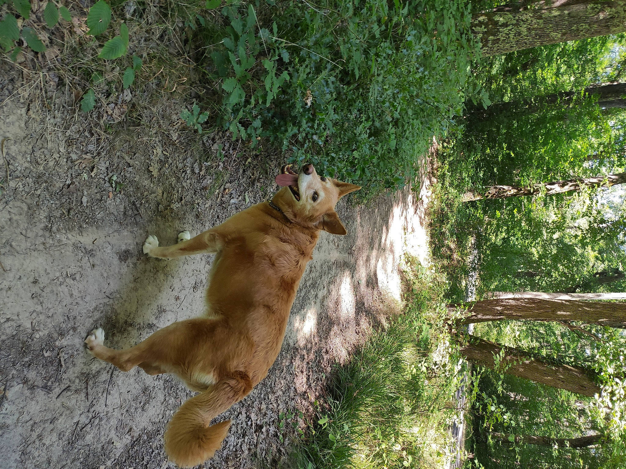 Carline a rejoint le concours — aidez-le/la à gagner de superbes lots ! big_cats, canidae, dog_breed, fawn, felidae, fur, grass, lion, paw, plant, rodent, small_to_medium_sized_cats, sporting_group, squirrel, tail, terrestrial_animal, tree, trunk, whiskers, wood