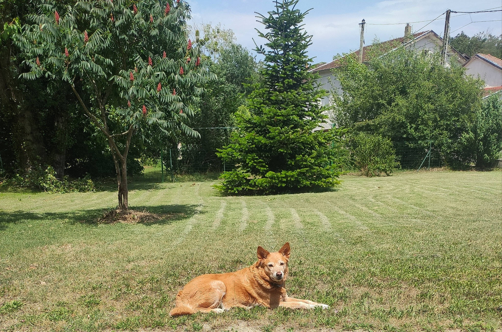 Carline participe au concours pour gagner de l'argent avec cette photo : biome, building, carnivore, cloud, dog, dog_breed, fawn, grass, grassland, groundcover, house, landscape, larch, natural_landscape, plant, shrub, sky, tree, vegetation, window