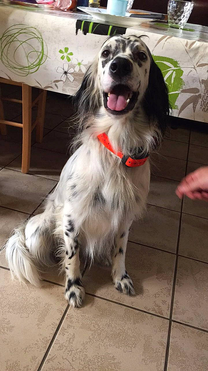 Lucky participe au concours pour gagner de l'argent avec cette photo : canidae, carnivore, companion_dog, dog, dog_breed, english_setter, irish_setter, mammal, rare_breed_dog, retriever, russian_spaniel, setter, sporting_group, vertebrate