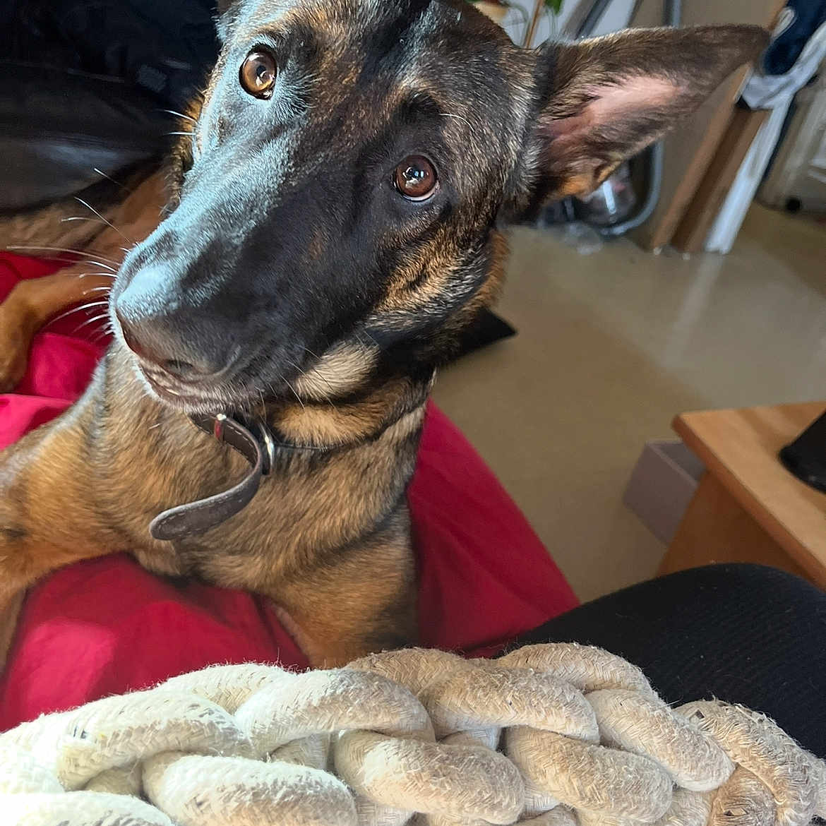 Thaliya participe au concours pour gagner de l'argent avec cette photo : black_fur, brown_fur, close_up, collar, curious, dog, ears, eyes, floor, furniture, german_shepherd, head_tilt, indoor, pet, plant, portrait, red_blanket, rope_toy, table, whiskers