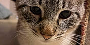 Helios participe au concours pour gagner de l'argent avec cette photo : animal, cat, close_up, cozy, curious, cute, domestic, feline, floor, fur, indoor, mammal, patterned_fabric, paws, pet, pink_nose, portrait, soft_light, tabby, whiskers
