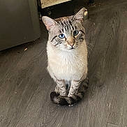 Helios a rejoint le concours — aidez-le/la à gagner de superbes lots ! cat, blue_eyes, sitting, wooden_floor, indoor, pet, animal, tabby, curled_tail, feline, domestic_cat, flooring, quiet, attentive, whiskers, ears, fur, striped, close_up, household