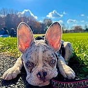 Luna is registered to the contest to win money with this photo: dog, puppy, french_bulldog, ears, close_up, leash, outdoor, grass, sky, sunlight, park, lying_down, animal, pet, cute, daylight, nature, ground, blurred_background, blue_sky