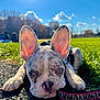 dog, puppy, french_bulldog, ears, close_up, leash, outdoor, grass, sky, sunlight, park, lying_down, animal, pet, cute, daylight, nature, ground, blurred_background, blue_sky
