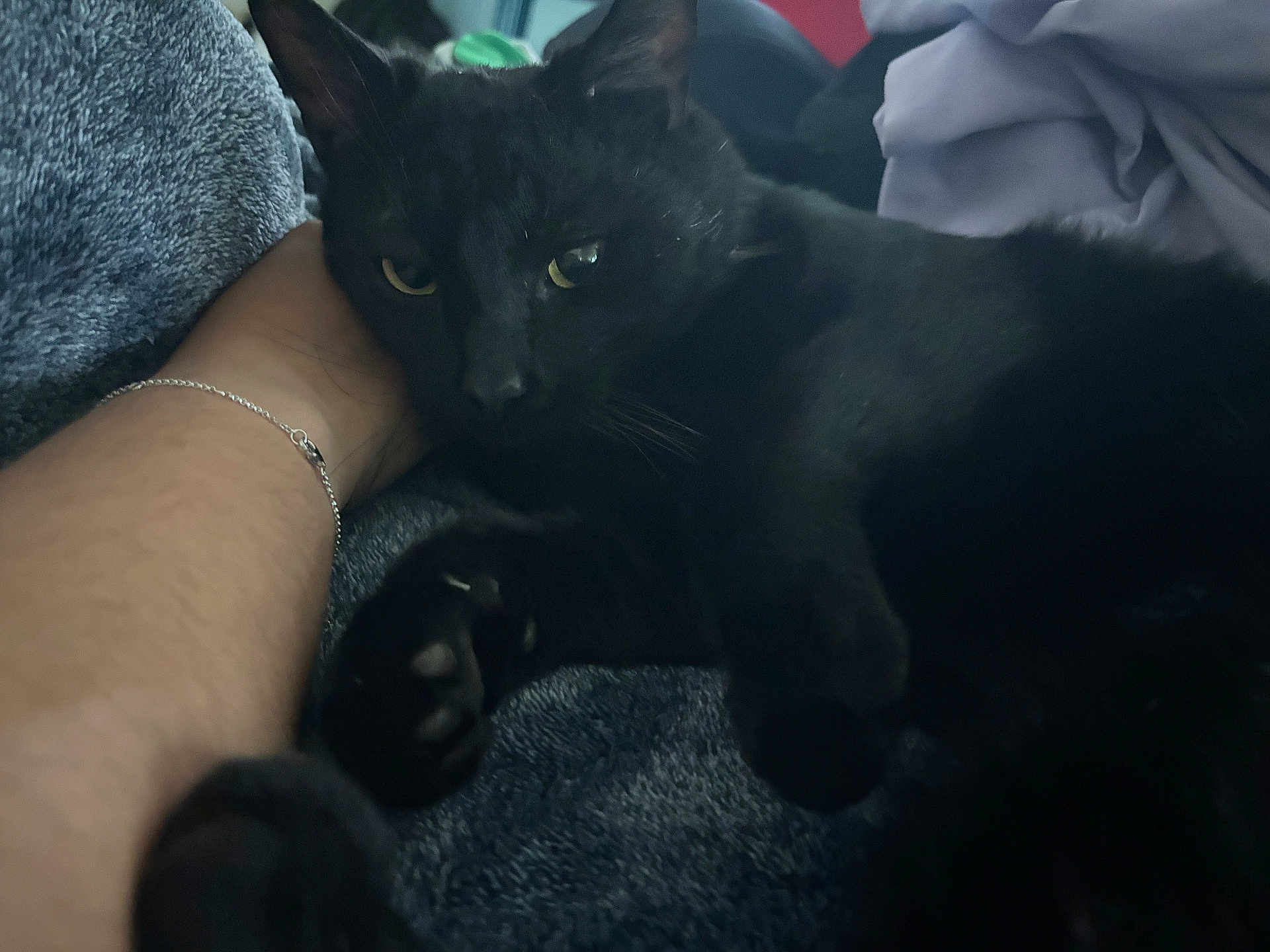 Binx is registered to the contest to win money with this photo: animal, black_cat, blanket, bracelet, cat, close_up, comfort, cozy, feline, fur, indoor, paw, person_arm, pet, relaxed, resting, soft_light, texture, whiskers, yellow_eyes