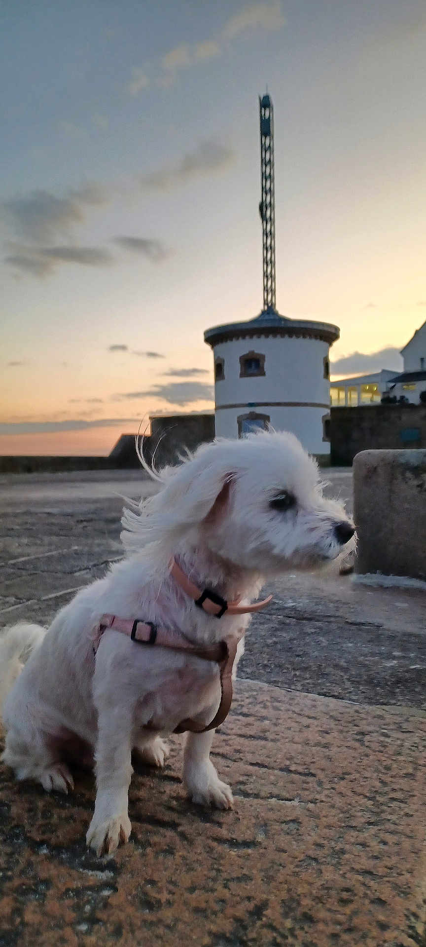 Nordet participe au concours pour gagner de l'argent avec cette photo : dog, white_dog, small_dog, pet, sunset, outdoor, stone_surface, harness, fluffy, wind, sky, tower, building, clouds, evening, cute, animal, nature, calm, quiet