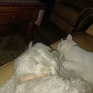 Nordet participe au concours pour gagner de l'argent avec cette photo : dog, cat, white_dog, white_cat, collar, couch, indoor, furniture, table, books, water_bottle, rug, snuggling, pet, animal, cozy, relaxed, fur, domestic, companion