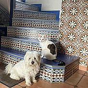 Pensée a rejoint le concours — aidez-le/la à gagner de superbes lots ! dog, cat, stairs, tile_pattern, indoor, pet, white_dog, white_cat, floor, wall, animal, domestic_animal, pets_together, decorative_tiles, patterned_wall, companion_animals, cute_pets, floor_tiles, furry_dog, sitting