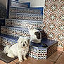 dog, cat, stairs, tile_pattern, indoor, pet, white_dog, white_cat, floor, wall, animal, domestic_animal, pets_together, decorative_tiles, patterned_wall, companion_animals, cute_pets, floor_tiles, furry_dog, sitting