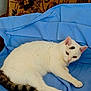 cat, white_cat, striped_tail, lying_down, blue_cloth, cushion, fluffy, indoor, pet, animal, relaxed, feline, looking, ears, paw, resting, cute, domestic_cat, fur, portrait
