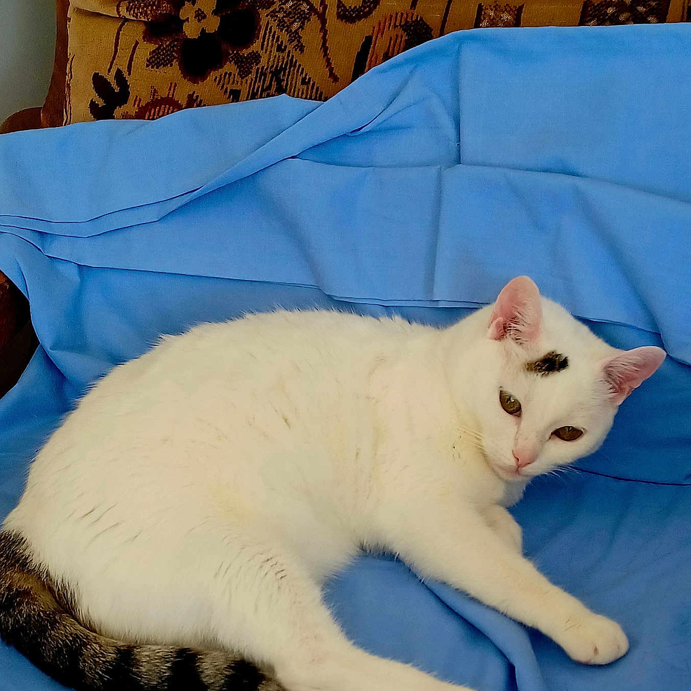 Pensée participe au concours pour gagner de l'argent avec cette photo : animal, blue_cloth, cat, cushion, cute, domestic_cat, ears, feline, fluffy, fur, indoor, looking, lying_down, paw, pet, portrait, relaxed, resting, striped_tail, white_cat