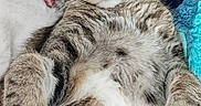 Rox a rejoint le concours — aidez-le/la à gagner de superbes lots ! cat, tabby, sleeping, relaxed, pet, animal, feline, fur, whiskers, paws, cozy, blanket, cushion, indoor, cute, resting, closeup, soft, comfort, nap