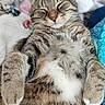 cat, tabby, sleeping, relaxed, pet, animal, feline, fur, whiskers, paws, cozy, blanket, cushion, indoor, cute, resting, closeup, soft, comfort, nap