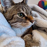 Rox a rejoint le concours — aidez-le/la à gagner de superbes lots ! cat, tabby_cat, close_up, green_eyes, whiskers, fur, blanket, soft_texture, cozy, indoor, pet, animal, resting, paws, colorful_ball, background_blur, curious, cute, feline, comfort