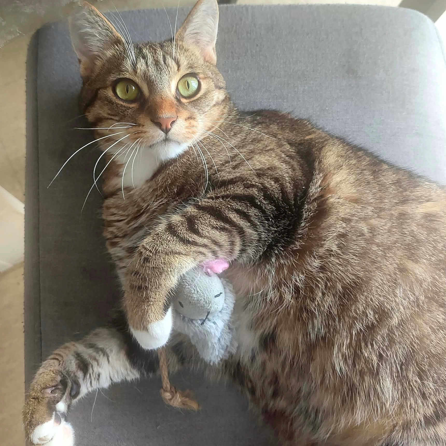 Rox participe au concours pour gagner de l'argent avec cette photo : cat, tabby, pet, animal, toy, plush_mouse, indoor, feline, whiskers, paw, claw, fur, alert, looking_at_camera, lying_down, gray_surface, cute, domestic_cat, playful, close_up