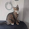 Rox participe au concours pour gagner de l'argent avec cette photo : cat, tabby, pet, indoor, feline, striped_fur, curious, sitting, wall_art, circular_pattern, black_surface, whiskers, ears, tail, eyes, domestic_animal, house_pet, furniture, portrait, animal