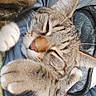 Rox a rejoint le concours — aidez-le/la à gagner de superbes lots ! cat, tabby, sleeping, paws, closeup, feline, cozy, soft_fabric, pet, whiskers, ears, indoor, relaxed, cute, animal, fur, nap, claws, comfortable, snuggling