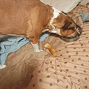 Girl Girl--gg is registered to the contest to win money with this photo: animal, bed, blanket, blanket_pattern, bone, brown, canine, comfort, cozy, dog, eating, fur, furniture, indoor, meal, metal_bowl, pet, pillow, resting, white