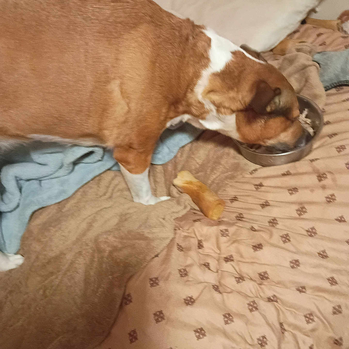 Girl Girl--gg is registered to the contest to win money with this photo: animal, bed, blanket, blanket_pattern, bone, brown, canine, comfort, cozy, dog, eating, fur, furniture, indoor, meal, metal_bowl, pet, pillow, resting, white