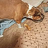 animal, bed, bedding, blanket, brown_and_white, casual_photo, chew_treat, cozy, dog, eating, food, home, indoor, metal_bowl, pet, portrait, short_hair, side_view, sleeping_area, standing