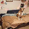 animal, bed, blanket, brown, cozy, crate, cushion, decor, dog, domestic, floor, furniture, home, indoor, pet, relaxed, resting, string_lights, wall_art, white