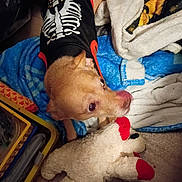 Molbery is registered to the contest to win money with this photo: animal, blanket, brown_dog, clothing, cozy, curious, cute, dog, fabric, floor, home, indoor, pet, playful, plush_toy, resting, skeleton_shirt, small_dog, soft_toy, toy