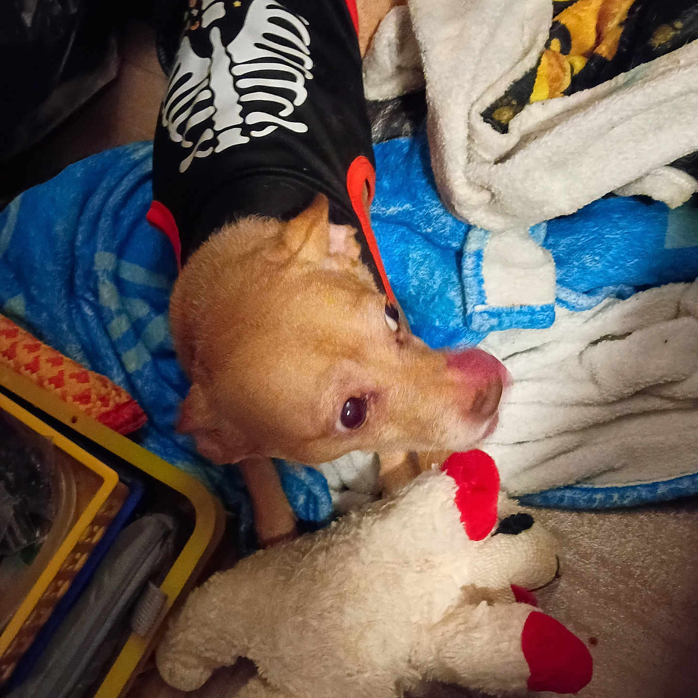 Molbery is registered to the contest to win money with this photo: animal, blanket, brown_dog, clothing, cozy, curious, cute, dog, fabric, floor, home, indoor, pet, playful, plush_toy, resting, skeleton_shirt, small_dog, soft_toy, toy