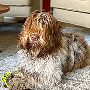 Viking a rejoint le concours — aidez-le/la à gagner de superbes lots ! animal, beige, carpet, cozy, cute, dog, domestic_animal, fluffy, furniture, home, indoor, living_room, long_hair, lying_down, paw, pet, relaxed, rope_toy, shaggy_fur, toy