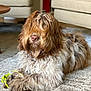 animal, beige, carpet, cozy, cute, dog, domestic_animal, fluffy, furniture, home, indoor, living_room, long_hair, lying_down, paw, pet, relaxed, rope_toy, shaggy_fur, toy