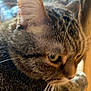 Twinkie is registered to the contest to win money with this photo: animal, background_blur, cat, close_up, companion, curious, cute, domestic, ears, eye, face, feline, fur, indoor, mammal, pet, portrait, soft_focus, tabby, whiskers