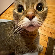 Twinkie is registered to the contest to win money with this photo: animal, cat, close_up, curious, cute, domestic_animal, expression, feline, floor, fur, household, indoor, looking_up, mammal, pet, portrait, tabby_cat, whiskers, wide_eyes, wooden_floor