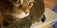 Twinkie is registered to the contest to win money with this photo: animal, blur, cat, close_up, curious, domestic_animal, eyes, face, feline, fur, household, indoor, paws, pet, sitting, tabby, tail, whiskers, white_surface, wooden_wall